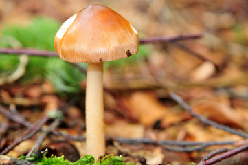 Pilze auf Herbstlaub