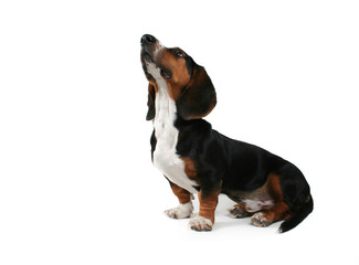 baby basset hound looking up on white