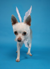 tiny white chihuahua with angel wings