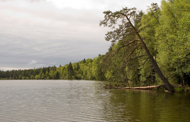 forest lake