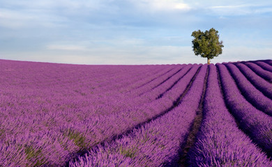 Rich lavender field in Provence with a lone tree - 9059586