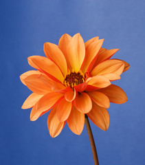 Dahlia "Bishop of Oxford"