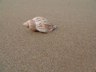 sea shell in sand