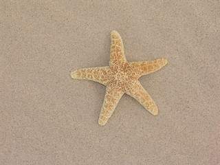 starfish in sand