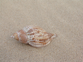 sea shell in sand