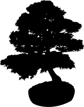 Bonsai Tree Silhouette