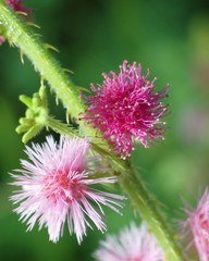 flower close up of mimosa pudica or sensitive plant