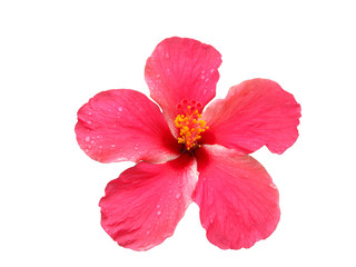 Pink Hibiscus © Ulrike Akliros