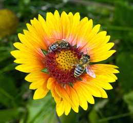 The Bee collecting pollen on a flower