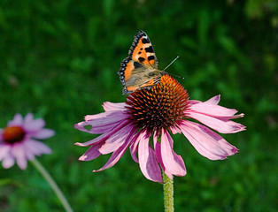 The butterfly collecting pollen on a flower