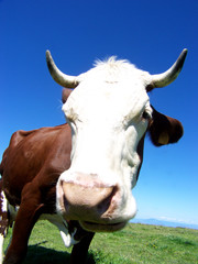 vache
