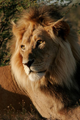 African lion (Panthera leo), Kalahari desert, South Africa