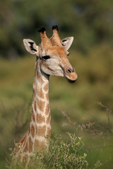 Portrait of a giraffe (Giraffa camelopardalis), South Africa