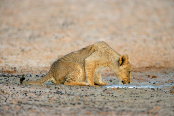 Young lion cub (Panthera leo), Kalahari desert, South Africa