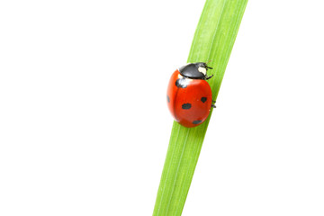 red ladybug on green grass isolated
