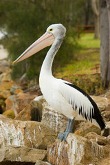 An Australian Pelican stands proud on rocks