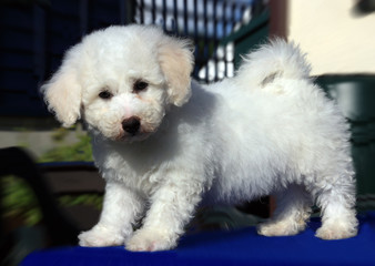 An 8 week old white and apricot Brichon Frese Puppy