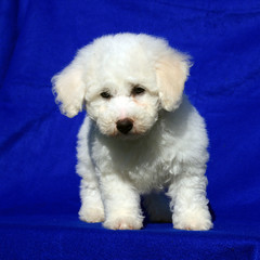 An 8 week old white and apricot Brichon Frese Puppy
