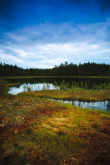 Fototapeta na wymiar Swamp lake surrounded by pine forest