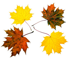 Naklejka na ściany i meble close up of four maple leaves various colors