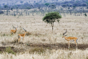 Naklejka na ściany i meble three male gazelles and one tree in savannah