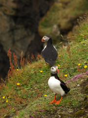 Two Atlantic Puffins in Iceland