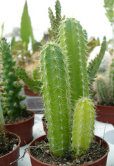 cactus3