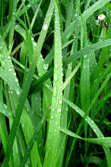 Grass in the rain