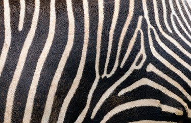 Fototapeta na wymiar Zebra skin