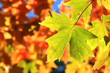 Light-green maple leaf on red and yellow background