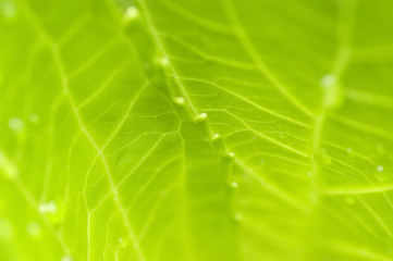 Green leaves. Selective focus with shallow depth of field