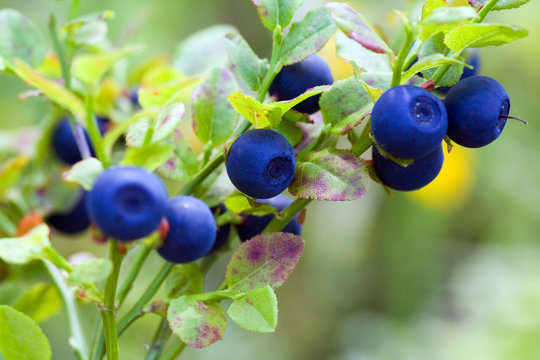Bush of a ripe bilberry close up