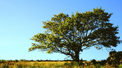 Obraz premium High Tree