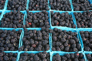Blackberries - freshly picked