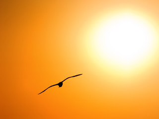 Seagull on sunset