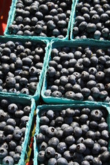 Blueberries in blue boxes at farmers market