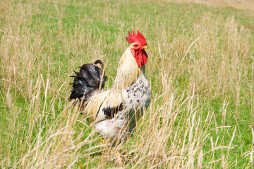 Proud rooster on a field