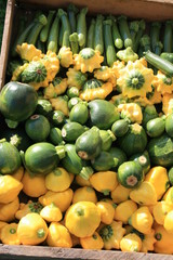 Varieties of Fresh Squash