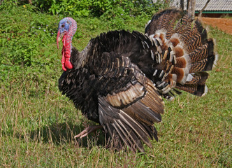 Male Turkey