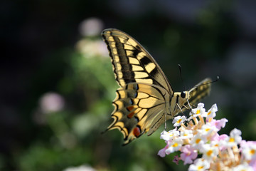 butterfly