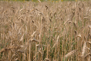 rye field