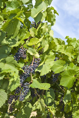Baco Noir Grapes Hanging on the Vine