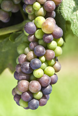 Ripening Pinot Noir Grapes Hanging on the Vine
