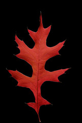 feuille d'automne sur fond noir