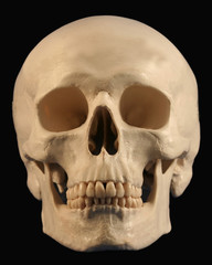 A Forward Facing Human Skull On Black