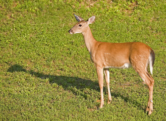 whitetail doe on grass in the middle of the day