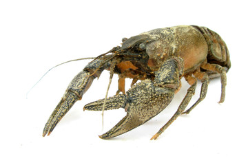 European crayfish astacus