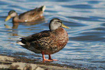 canard sur la plage