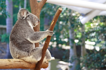 Koala