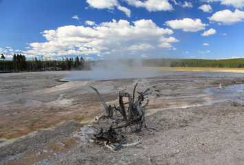 The scenery of Lower Geyser Basin in Yellowstone